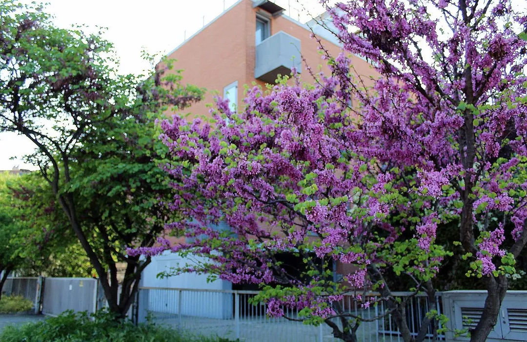 Appartamento Levante-1